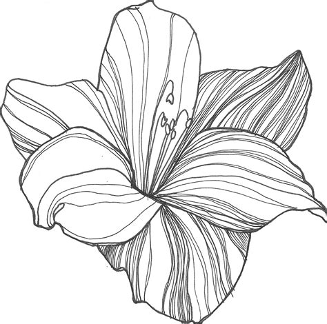 lily flower drawing