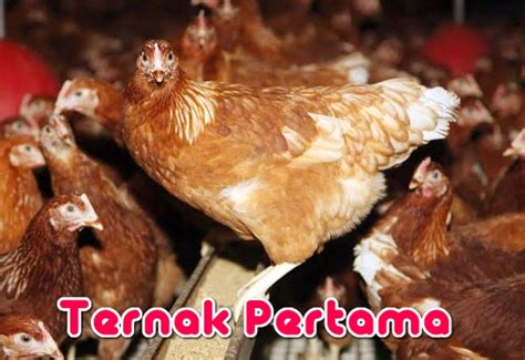 Faktor Penentu Harga Telur Ayam Ras