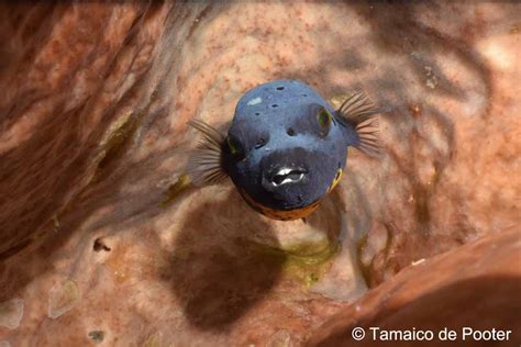 Things you never knew: 7 Facts about Pufferfish in North SulawesiMurex ...