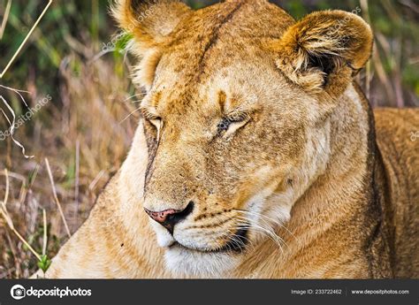 Lion Wild African Savannah Lion Predator Felines — Stock Photo ...