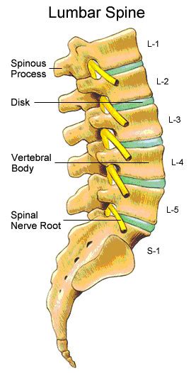 Compressing The Lumbar Spine All Day Long