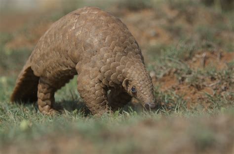 Indian pangolin - Pangolin Specialist Group