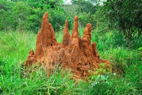 TERMITES MOUNDS AND ITS MULTI-PURPOSES IN SERENGETI ~ Ukarimu Blog ...