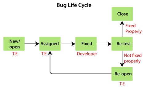 Bug Life Cycle Diagram