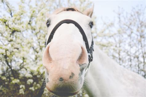 Nikon 519 | Equine Reflections Photography | Flickr