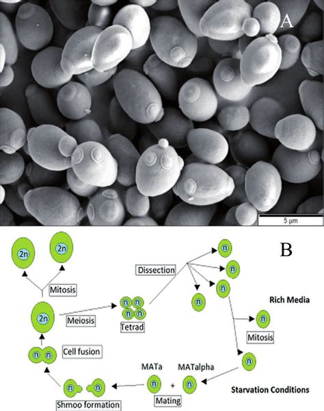 Budding Yeast Life Cycle