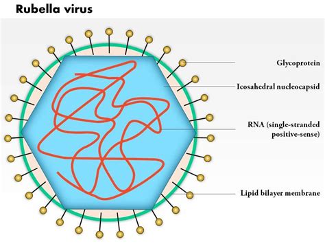 Rubeola Virus Structure