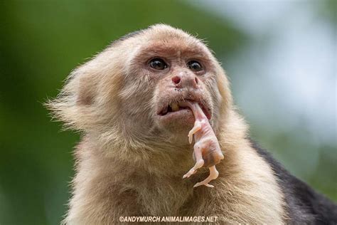 Manuel Antonio National Park, Costa Rica 2019 – Animal Images