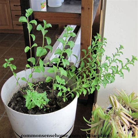 Stevia Plant – How to Grow It and How to Use It for Extract and More