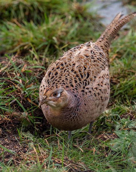 Pheasant | A pheasant in Otmoor RSPB Reserve. | Stuart Feurtado | Flickr