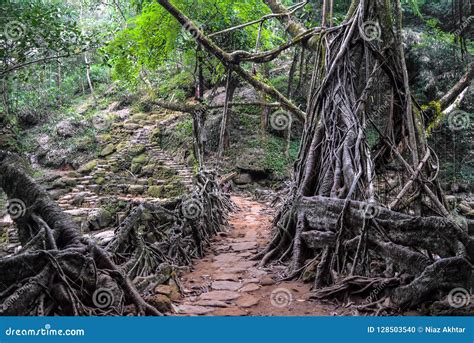 A living root bridge stock photo. Image of mountain - 128503540