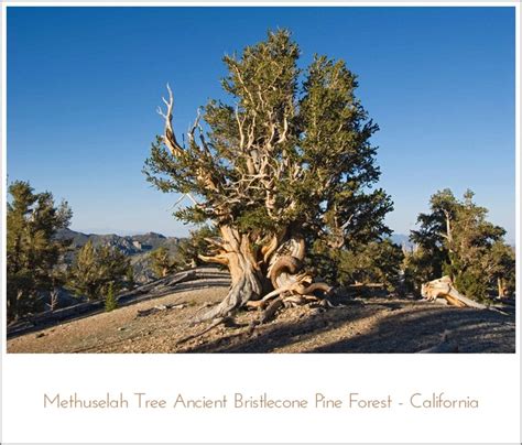 Methuselah Tree Ancient Bristlecone Pine Forest - California ...