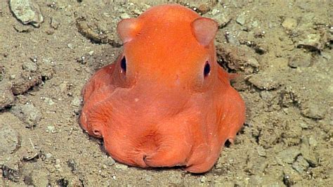 VIDEO: Adorable new octopus discovered in Monterey Bay - ABC11 Raleigh ...