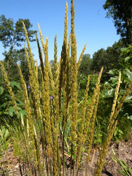 June Grass (Koeleria macrantha)