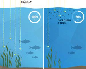 Water Turbidity Effects on Fish