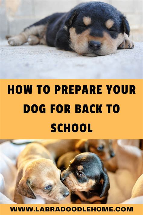 How to Prepare Your Dog for Back to School