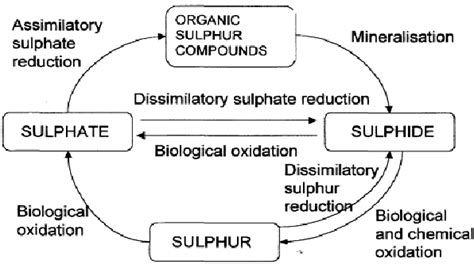 The biological sulphur cycle (Janssen et al., 1999). | Download ...