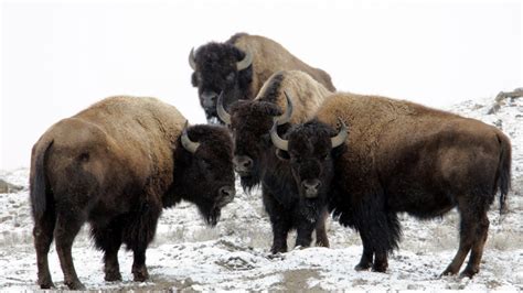 Bison attacks woman taking selfie in Yellowstone Park - CNN.com