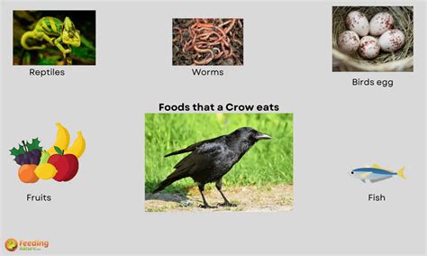 WHAT DO CROWS EAT [FOOD HABITS OF CROWS]