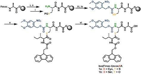 Solid phase synthesis of the iso-peptide derivatives. Synthesis of ...