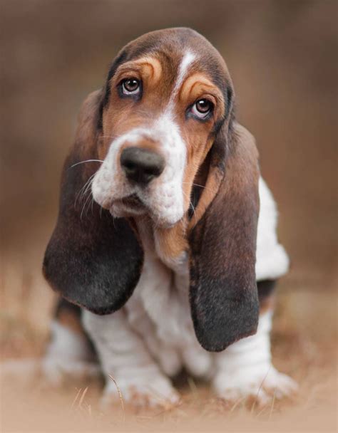 Basset Hound Puppy Dog Photography | Basset puppies, Basset hound dog ...