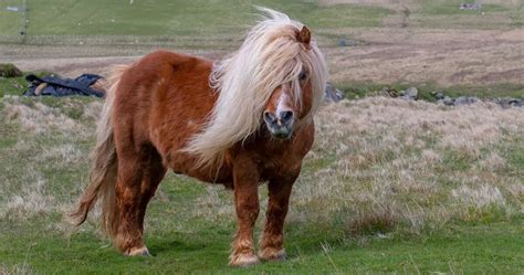 Shetland Pony Breed Info & Facts