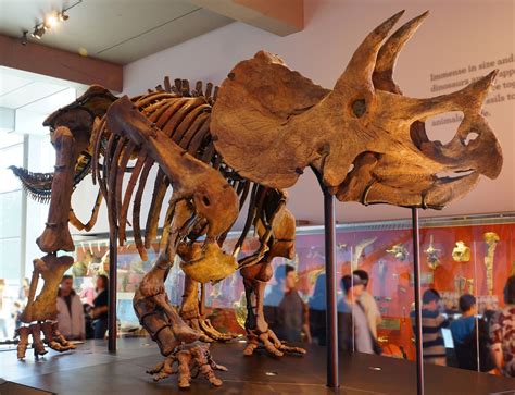 About Triceratops - FossilEra.com