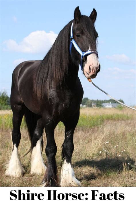 Shire Horse: Facts | Horses, Different horse breeds, Big horses