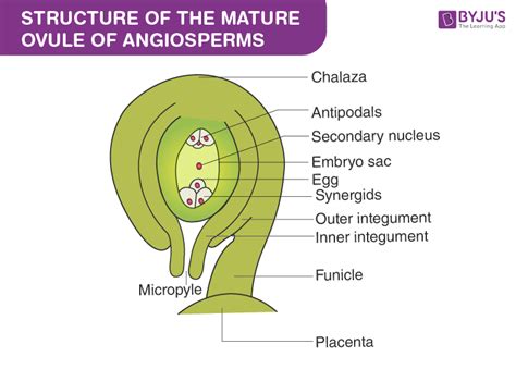 Difference between Anatropous and Orthotropous Ovule