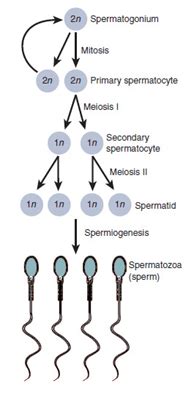 Show the process of spermatogenesis with the help of a diagram.