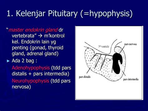 Konsep Populer Kelenjar Endokrin PPT, Yang Terbaru!