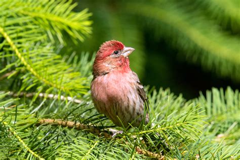 House Finch — Eastside Audubon Society