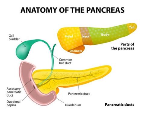 Pancreatitis in Cats - Cat-World