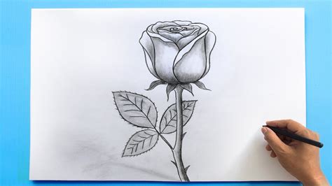 How To Sketch Rose Flower | Best Flower Site