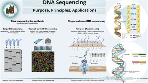 DNA Sequencing Technique | Lab Tests Guide