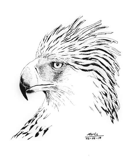 Flying Philippine Eagle Drawing 25+ Images Result | Koltelo