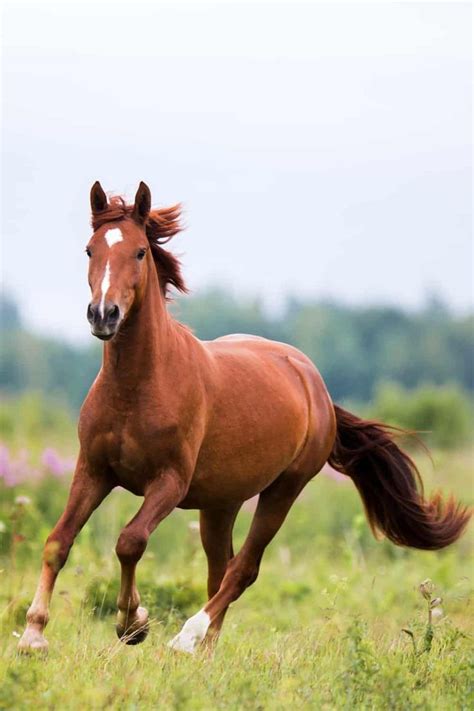 25 Different Horse Colors: Patterns & Pictures | Horse photos, Horses ...