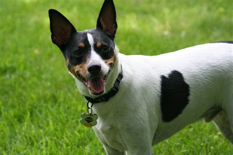 Jack Rat Terrier hybrid dog mix of Jack Russell Terrier and Rat Terrier ...