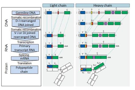 Antibody Diversity – Creative Biolabs Blog