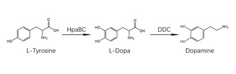 Part:BBa K3633001 - parts.igem.org