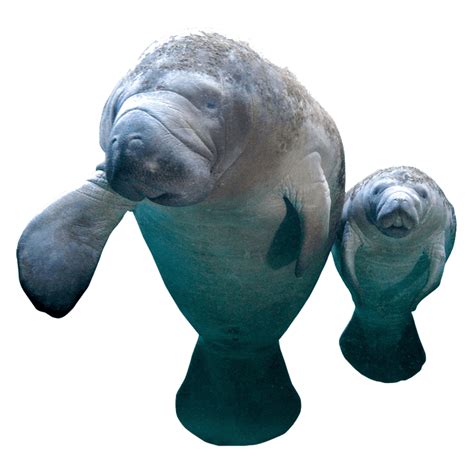 Dugong PNG Images (Transparent HD Photo Clipart) in 2022 | Photo ...