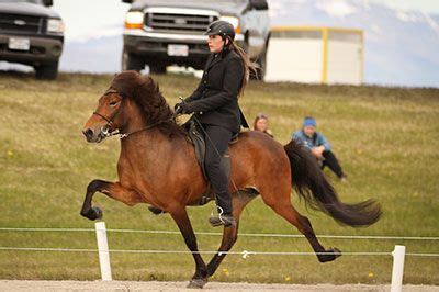 About The Icelandic Horse -- Tolt News | Icelandic horse, Horses, Horse ...