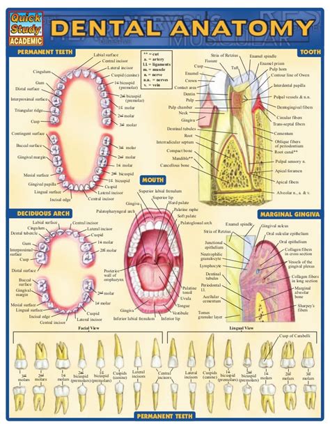 Dental anatomy reference_guide