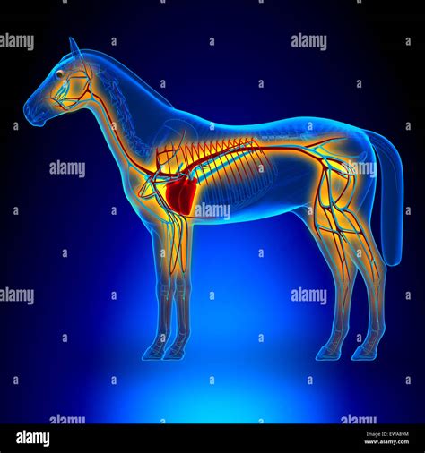 Horse Heart Circulatory System - Horse Equus Anatomy - on blue ...