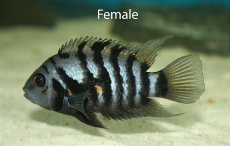 Breeding Convict Cichlids: A Comprehensive Guide