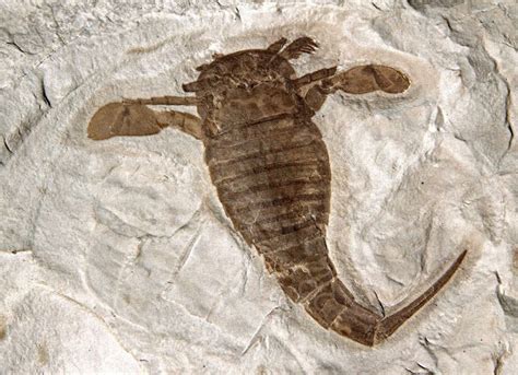 17 Best images about Eurypterids on Pinterest | Ontario, Cardiff and ...