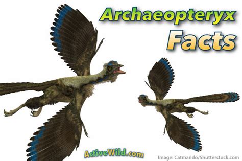 Archaeopteryx Facts, Pictures & Information For Kids, Students & Adults