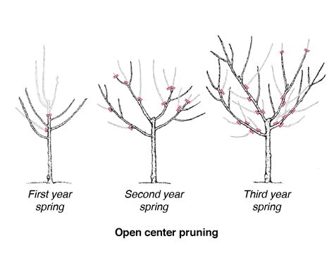 How To Prune An Apricot Tree Diagram - Wiring Diagram Pictures