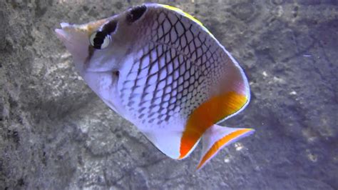 Pearlscale butterflyfish - YouTube