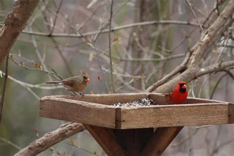 Why Do Birds Throw Seed Out of Feeders? (6 Reasons) - Bird Feeder Hub